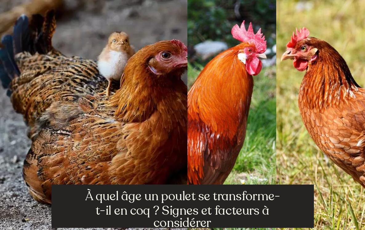À quel âge un poulet se transforme-t-il en coq ? Signes et facteurs à