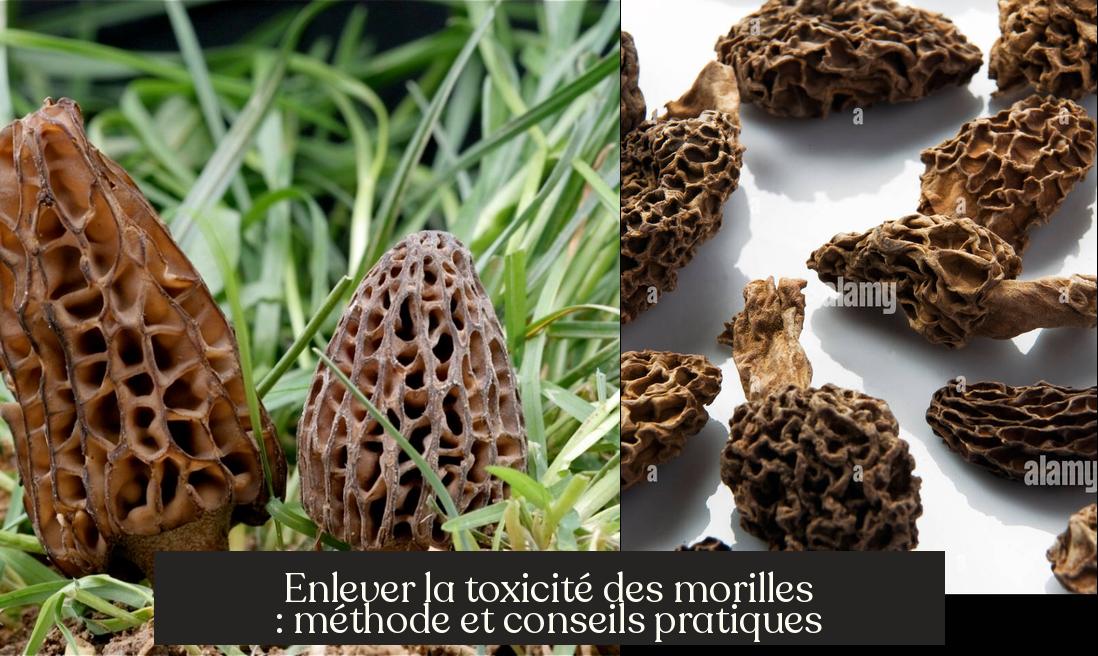 Enlever La Toxicit Des Morilles M thode Et Conseils Pratiques 