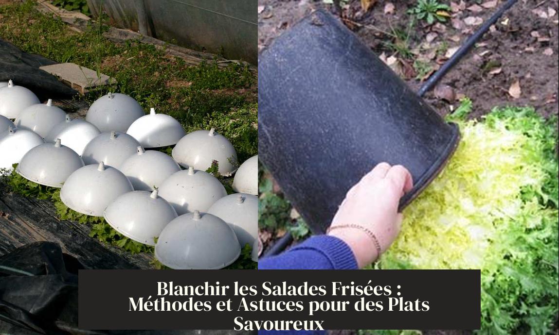 Blanchir les Salades Frisées Méthodes et Astuces pour des Plats — free download