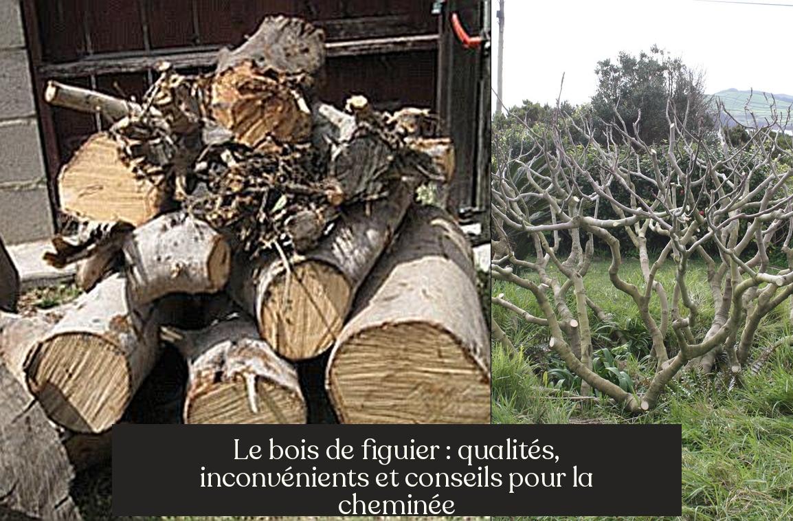 Bois De Figuier Cheminée