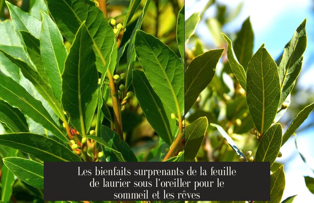 Combien De Feuille De Laurier Sous L Oreillernull