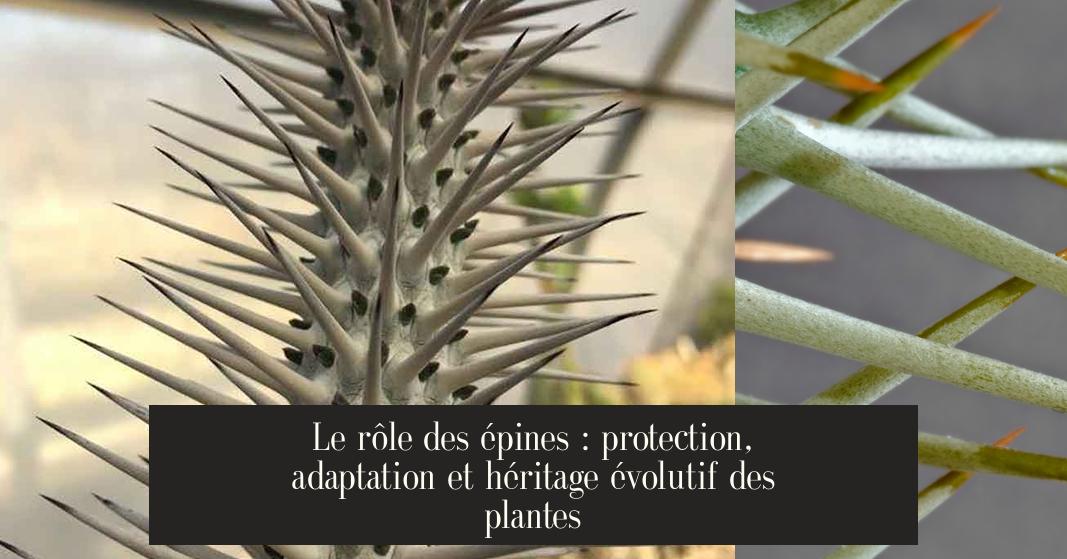 Des épines Qui Me Percent Scan Vf Le rôle des épines : protection, adaptation et héritage évolutif des