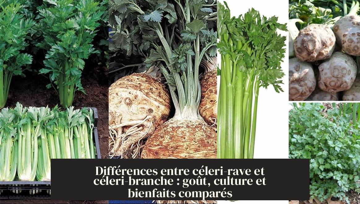 Différences entre célerirave et céleribranche goût, culture et — free download